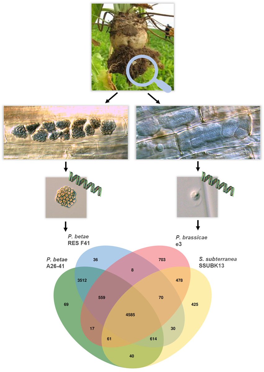 #Rhizomania: towards deciphering the intracellular parasitic lifestyle of the plasmodiophorids. Find out more in our comparative #genomics analysis including two annotated Polymyxa betae genomes. doi.org/10.1016/j.ygen… #sugarbeet  #protist <a href="/Bragard_C/">Bragard</a> <a href="/giplim/">Gipsi Lima-Mendez</a>