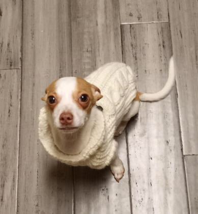 SPCA of Anne Arundel tweet media