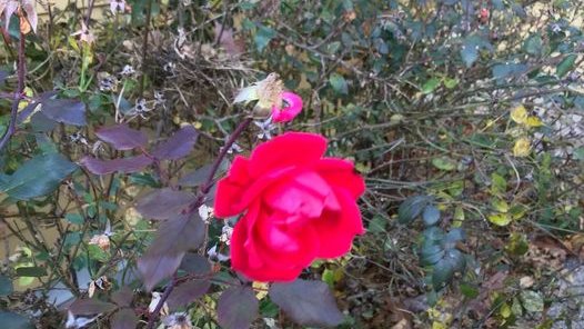 DYK there is a Rosa Parks Museum at Troy University? Check it out on #RosaParksDay.