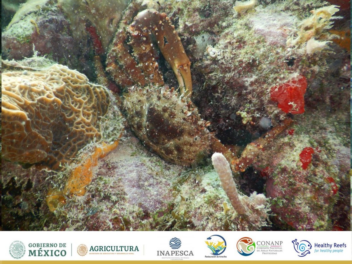HealthyReefs's tweet photo. Se llevó a cabo la primera introducción de cangrejo rey (Maguimithrax spinosissimus) para ayudar al control de #algas en los #arrecifes de #PuertoMorelos.
Este trabajo se realiza en conjunto con el CRIAP, GVI, el Parque Nacional Arrecife de Puerto Morelos y HRI. https://t.co/6bHiXjsZ0C