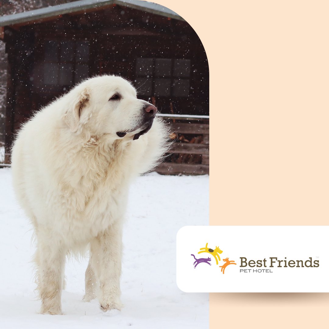 Best Friends Pet Hotel tweet media