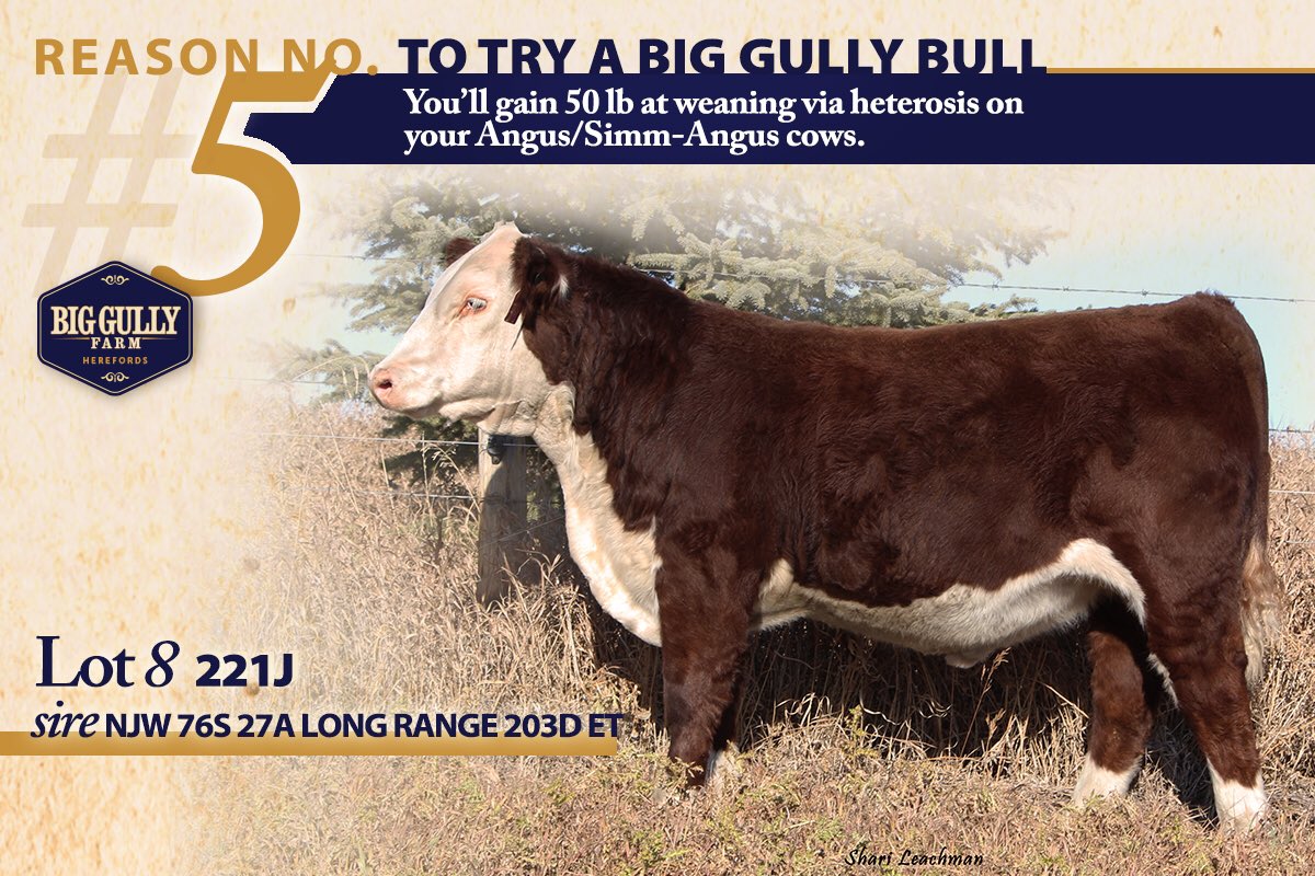 biggullyfarm's tweet photo. Lot 8: A big ribbed, muscular, stout hipped calf with extra bone that projects strong growth, milk and udder quality genomic estimates.  Dam is a bold middled, easy fleshing, excellent uddered “719T” daughter. View catalogue for Dec. 9 at: https://t.co/G5nZ6EN0hB   #hereford https://t.co/jC8ASNADxq