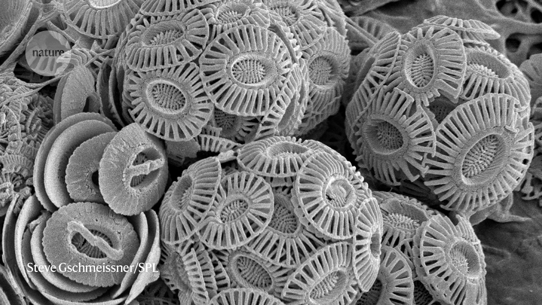 Earth’s eccentricity shapes evolution
(For subscribers)

go.nature.com/3I8chNd