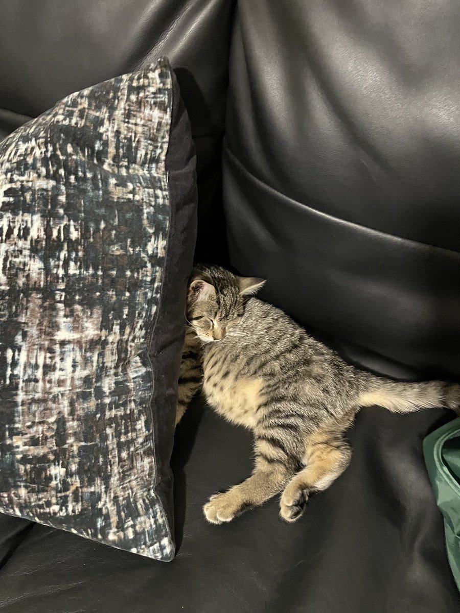 charlielarkin13's tweet photo. someone discovered catnip the other night https://t.co/fjKq9z1yDG