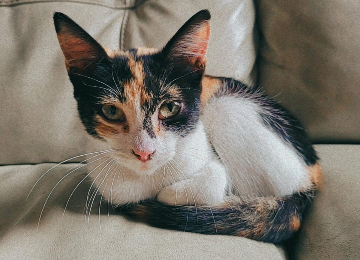 HimeEstefania's tweet photo. Encontré una gatita de unos 4 meses cerca a mi casa, estaba muy asustada y con hambre así que no pude dejarla y le estamos dando temporal, pero ya tenemos 3 gatitos y 1 perro y lamentablemente no podemos quedárnosla. Es muy tranquila y cariñosa. Ayúdenme a buscarle nuevo hogar 🥺 https://t.co/vIwd9DMgWE