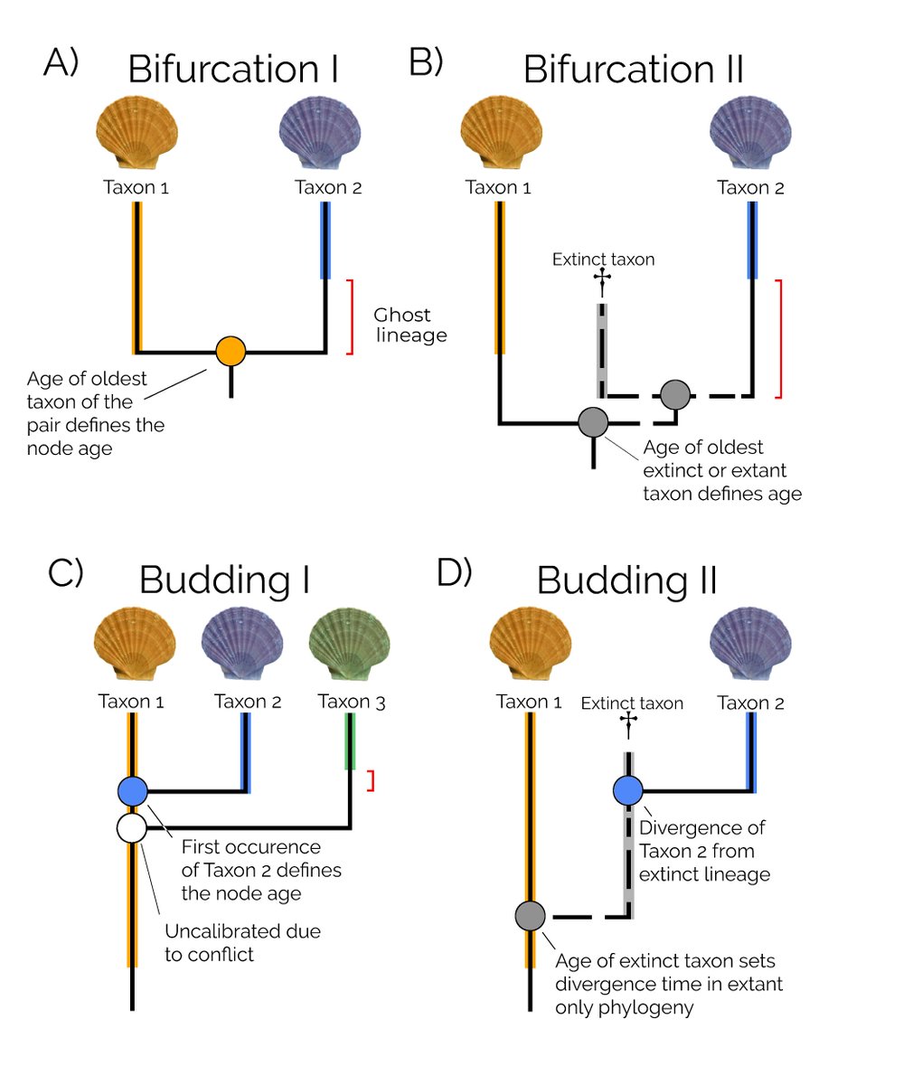 New paper <a href="/RSocPublishing/">Royal Society Publishing</a> #ProcB! We quantify how assumptions of lineage formation affect scaling of a bivalve family tree and the macroevolutionary processes inferred from it

royalsocietypublishing.org/doi/10.1098/rs…