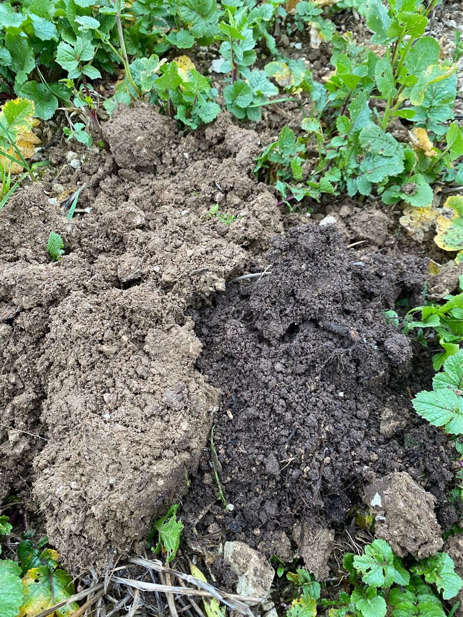 PadwickNick's tweet photo. The soil on the left is from a field that has been ploughed pressed, cultivated Pre drilling for 20 years. soil on the right has had 20yards under stewardship. Both samples came from the same field, 10 meters apart. Massive difference in soil health. https://t.co/imw1vllJG7