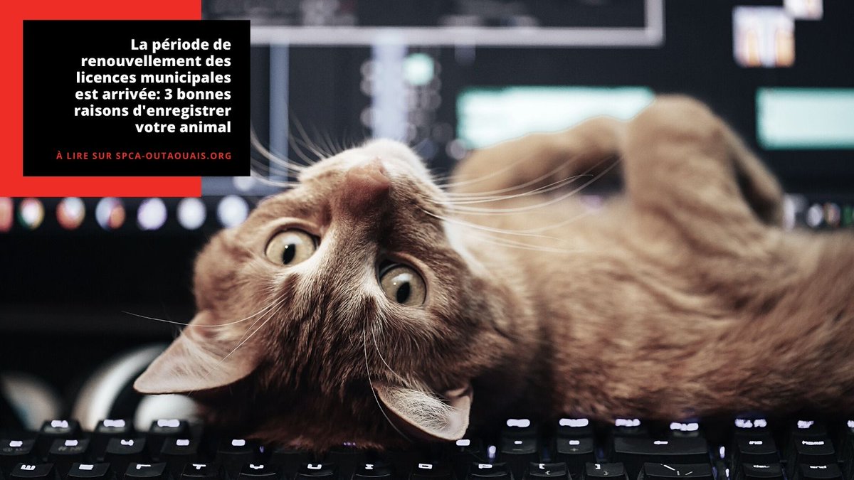 Il est estimé qu’au Québec, au moins 40% des chiens ne sont pas adéquatement enregistrés, et possiblement le double des chats. 

Découvrez 3 bonnes raisons d'enregistrer vos animaux cette année:
 🔗 loom.ly/3Imb_Cg

#licences #animaux #chats #chiens #SPCAoutaouais