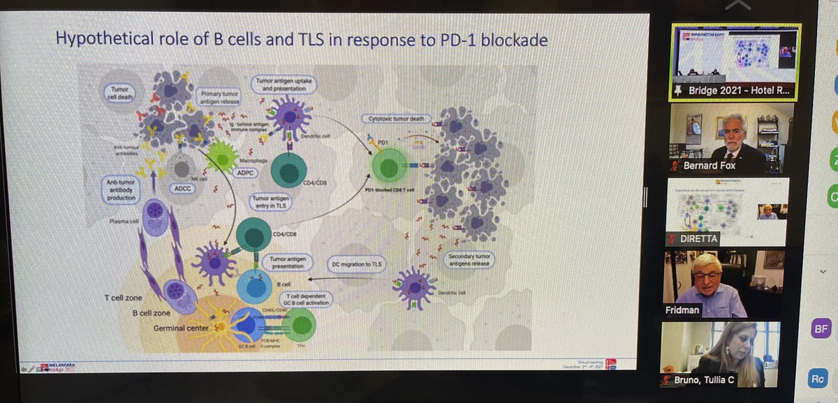 BernardAFox's tweet photo. The GREAT DEBATES have started! 1st debate is btwn @fridmanwh & @BcellBruno to debate whether B cells have a therapeutic role in the response to #cancer #immunotherapy/ Starting with 100% pro - Prof. Fridman is hoping to get to 200% pro/ @FondMelanoma #IOBridge2021 @PAscierto https://t.co/Np0AMca27e