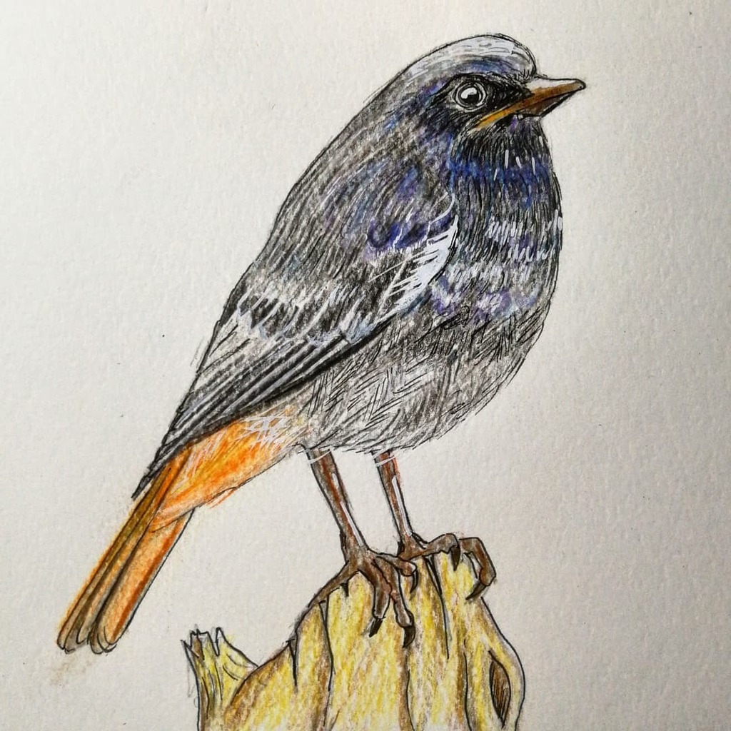 cpaez01's tweet photo. Backyard birds for @ifdrawaweek prompt by @gracerajendran #ifdrawaweek #ifdrawaweek305 a little #blackredstart #colirrojotizón #cotxafumada #ocells_de_catalunya #illustrationchallenge #illustration #birddrawing #colourpencil #inkdrawing #animaldrawing #tw https://t.co/MXPuuzp8aa https://t.co/GWVPHoY20R
