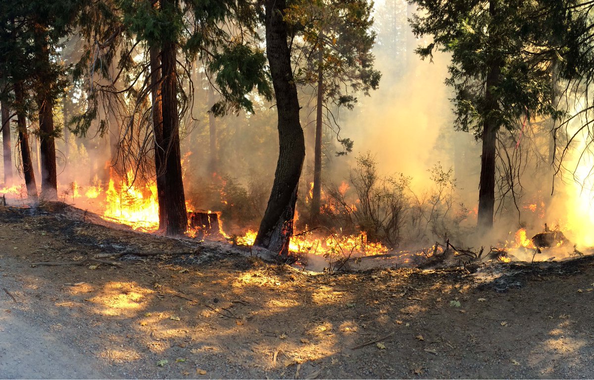 PMB_Berkeley's tweet photo. In a new study recently featured in @nytimes, researchers @MonikaSFischer @TraxLab @Grace_Stark_ @TheaWhitman  and colleagues uncover a food source that allows some fungi to flourish after a fire. Read more about the study and coverage in the NY Times: https://t.co/sCSqT74cqe https://t.co/PjOecwm0Vo