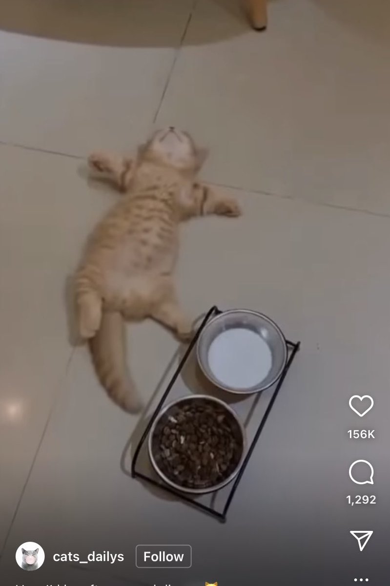 WinstonTabby's tweet photo. Milk wasted! 😂❤️🐈 #Gingerboy #CatsofTwitter https://t.co/6mo4d2rBFw