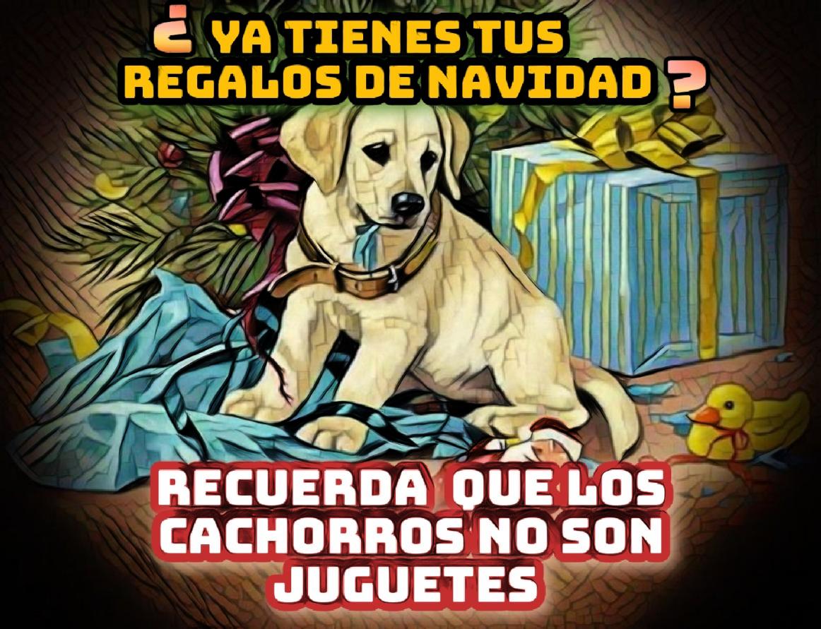 amigoswikipets's tweet photo. Piénsalo bien!!! https://t.co/vNd435ryiA