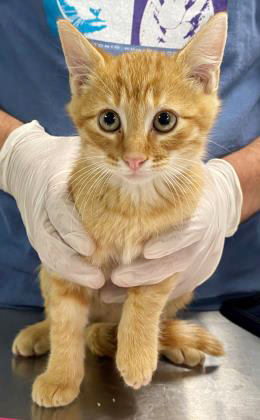 SA Humane Society tweet media