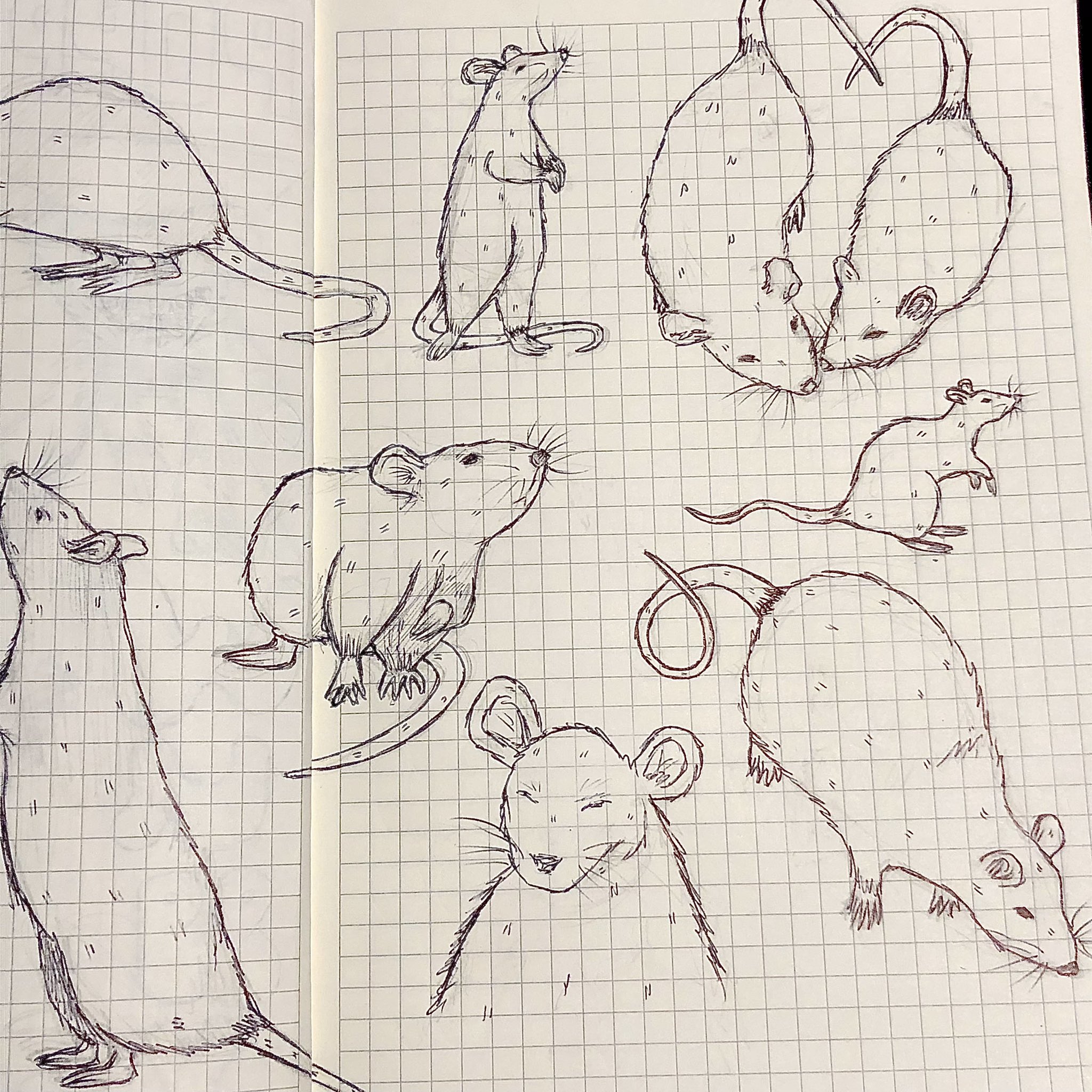 Как нарисовать крысу из цифр