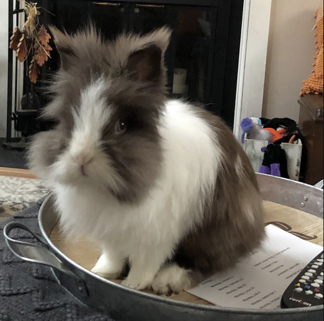 KGoller's tweet photo. OK, Charlie fans - let's do this!  He needs your votes, and I want this calendar after he wins! Vote, retweet, and tell your friends!

https://t.co/SzMUVbWrFv https://t.co/xeQ3B5YEHu