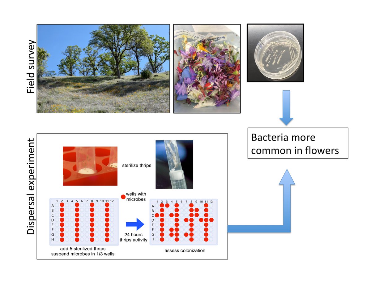Rachel Vannette tweet media