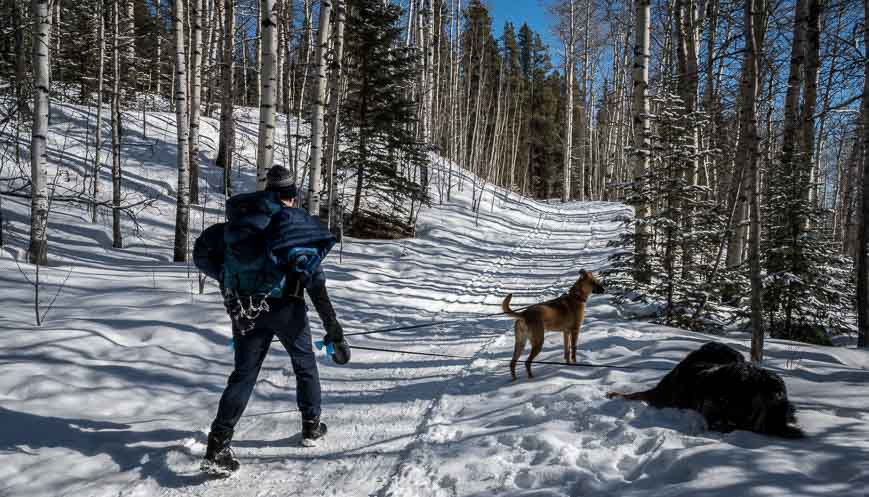 Contemporary Nomad tweet media