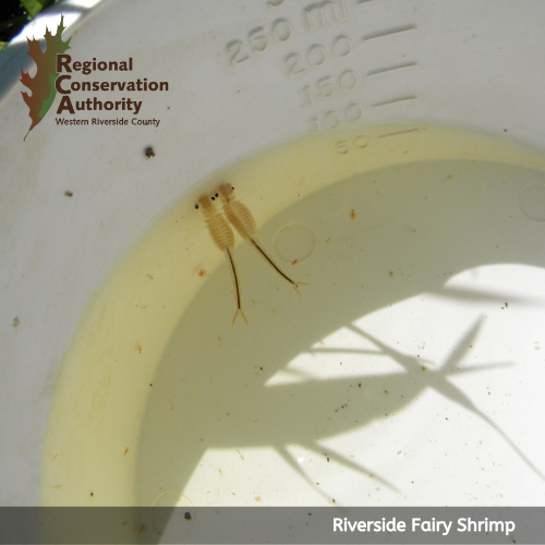 WesternRCA's tweet photo. The mythical Riverside Fairy Shrimp is hard to spot in local vernal pools. This federally listed endangered species is 1 of 5 invertebrates the #MSHCP seeks to protect. https://t.co/c5XqIqzi7n #WildlifeWednesday #endangeredspecies https://t.co/ssxNPUuJXf