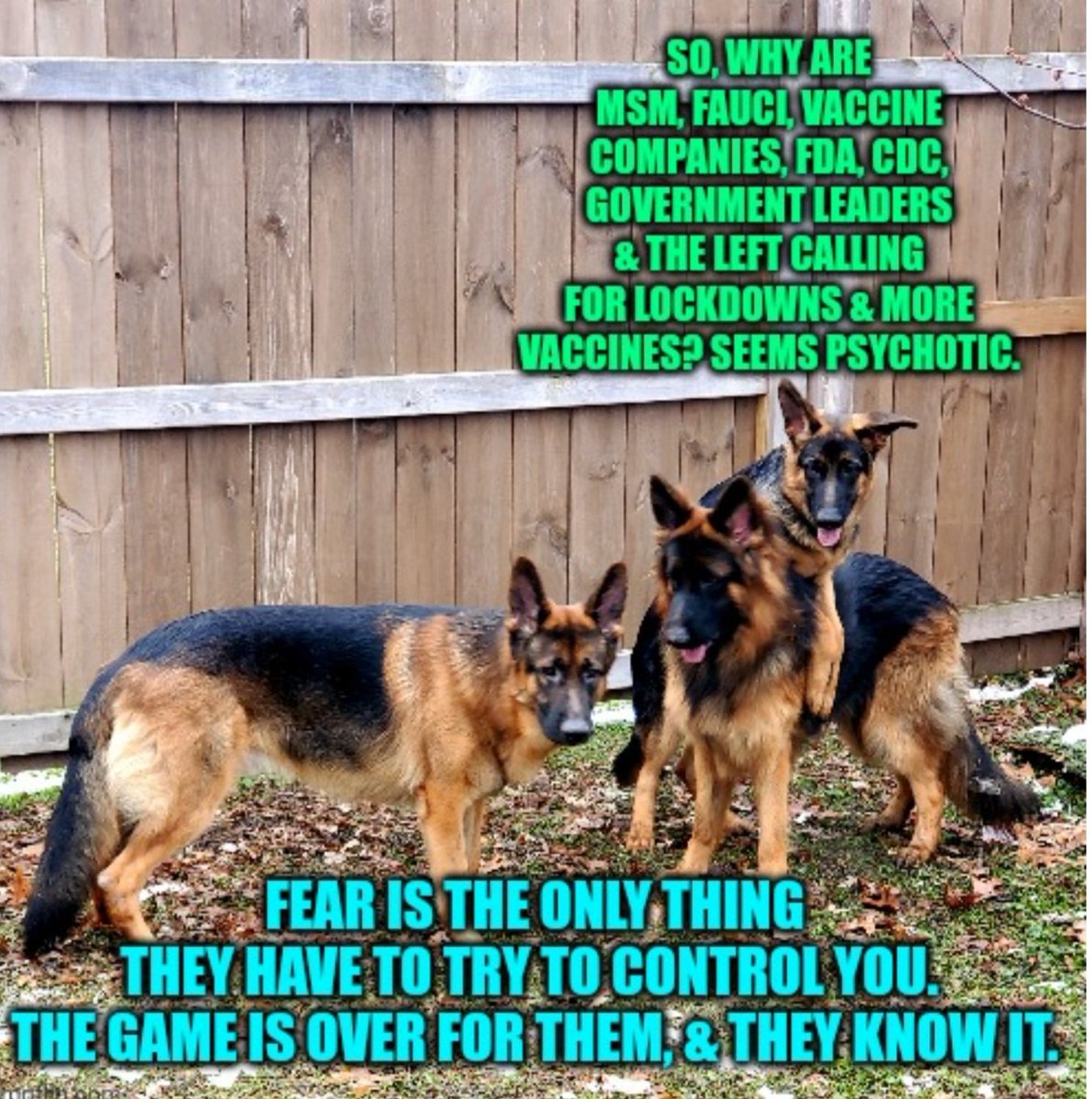 fancyfaceb796's tweet photo. *These are my dogs, &amp; they consented to having their pictures posted
#DoNotComply #endlessjabs #MoronicVariant #dogsoftwitter #FJB 
#safefromfauci
#drdogkiller https://t.co/DUY8alkpPN