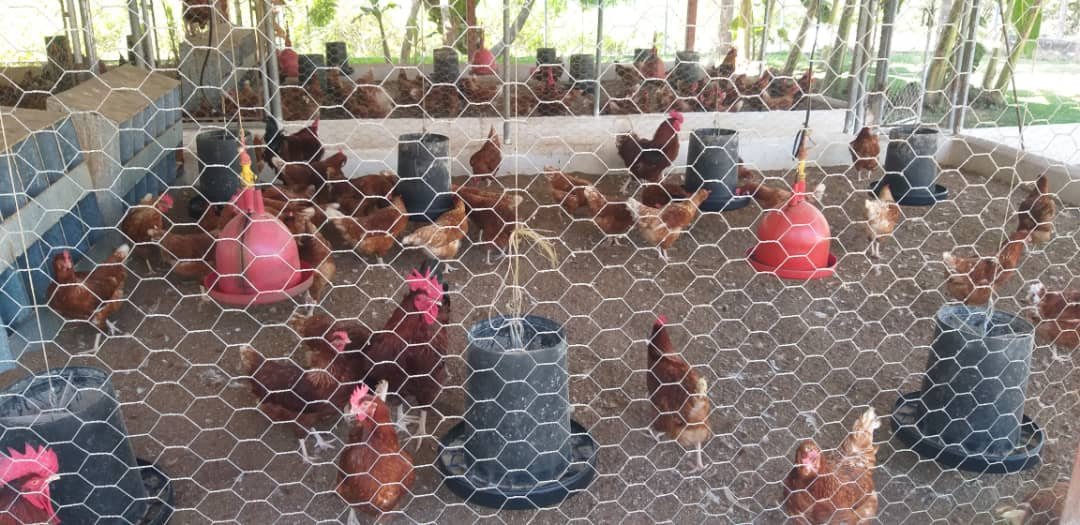 La mañana de hoy inspeccionamos el centro genético de Aves "Palmaritales de Arauca", constatamos sus niveles de producción y precisamos acciones para elevar su capacidad productiva en los próximos meses. Seguimos edificando el apure Grande, Próspero y Productivo <a href="/NicolasMaduro/">Nicolás Maduro</a>