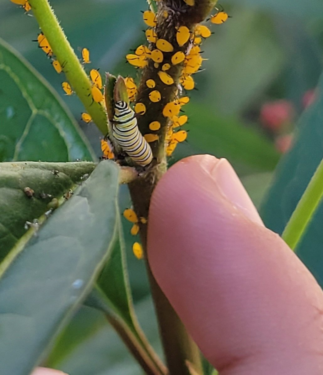 PackerRTGG (@packerrtgg) on Twitter photo Sometimes the smallest creatures in a garden are the biggest topic of conversation. <a href="/rennellredhawks/">Rennell Elementary</a> students are on the hunt to find the most Monarch caterpillars on their milkweed, and !boy! are they tiny!! Sometimes the smallest creatures in a garden are the biggest topic of conversation. <a href="/rennellredhawks/">Rennell Elementary</a> students are on the hunt to find the most Monarch caterpillars on their milkweed, and !boy! are they tiny!!