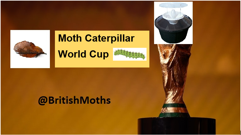 BritishMoths's tweet photo. As the nights draw in and numbers of moths decrease, we need something to liven things up!

Enter the Moth Caterpillar World Cup!

A fun competition to find out peoples favourite moth caterpillar. Over the coming weeks 16 species will battle for this prestigious prize! https://t.co/hw9L6v3kGK