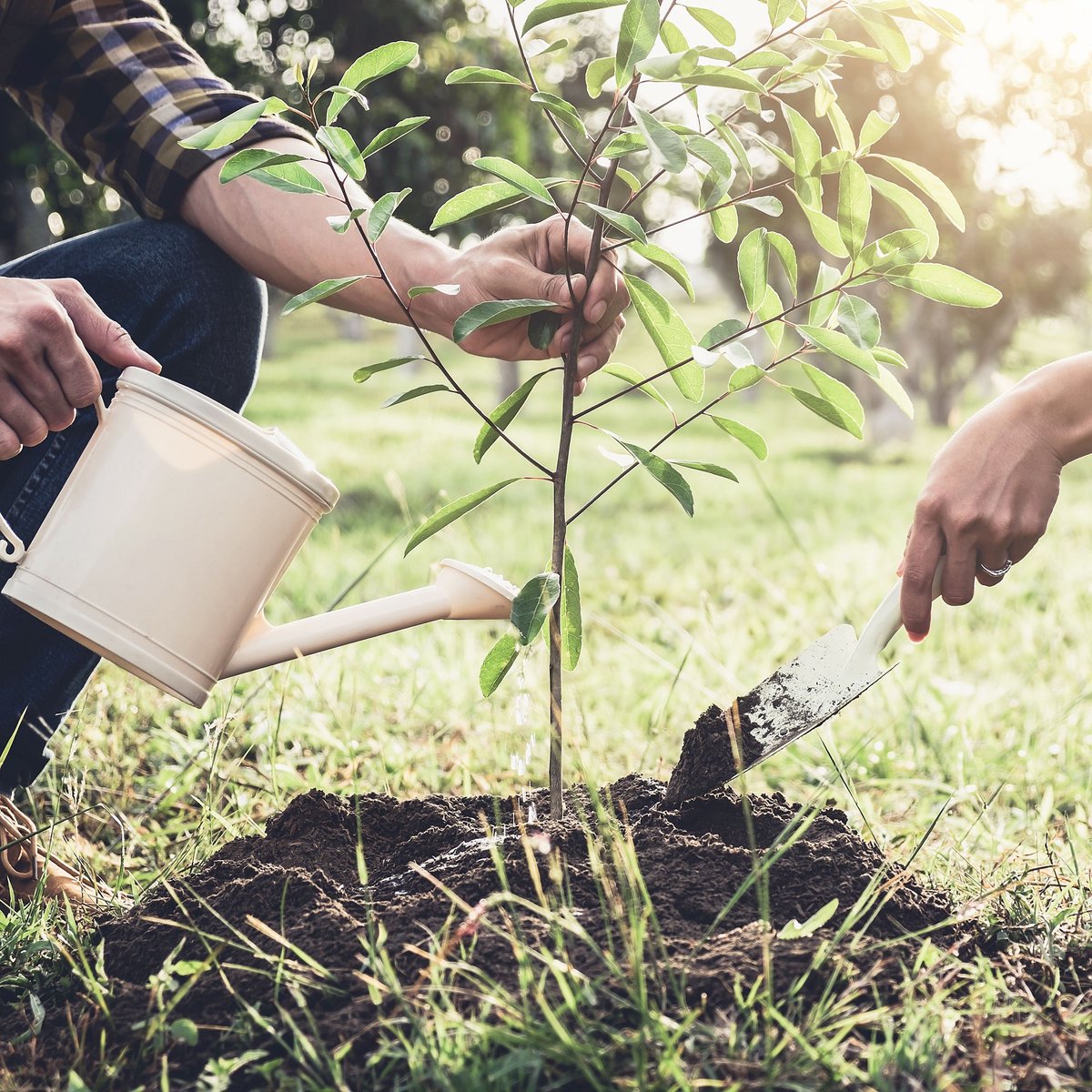 bowhayestrees's tweet image. Climate change is too big for any one person to deal with… right? Wrong! Planting trees is one of the easiest and cheapest ways of reducing your carbon footprint.

𝐒𝐡𝐨𝐩 𝐧𝐨𝐰: bit.ly/3FWRFpe

#nationaltreeweek #nationaltreeweek2021 #plantatree #plantatreetoday