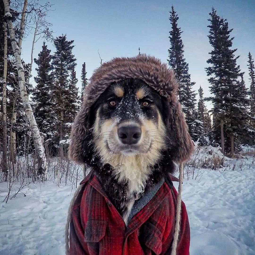 Дубак