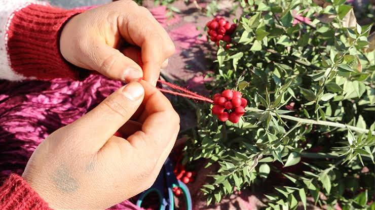 #kokina gerçeği 🥺 Önce meyveler toplanıyor sonra da dikenli bitkiler. Kırmızı iplerle meyveler birleştirilip ‘kuşkonmaz’ adı verilen dikenli bitkiye iliştiriliyor. Emek ❤️