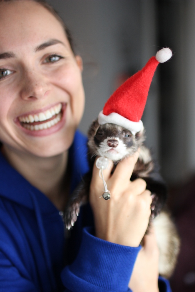TheModernFerret's tweet photo. Happy December, everyone. Time to break out the tiny Christmas hats 🎉 🎉 🎉 https://t.co/g7zqoQKWCo