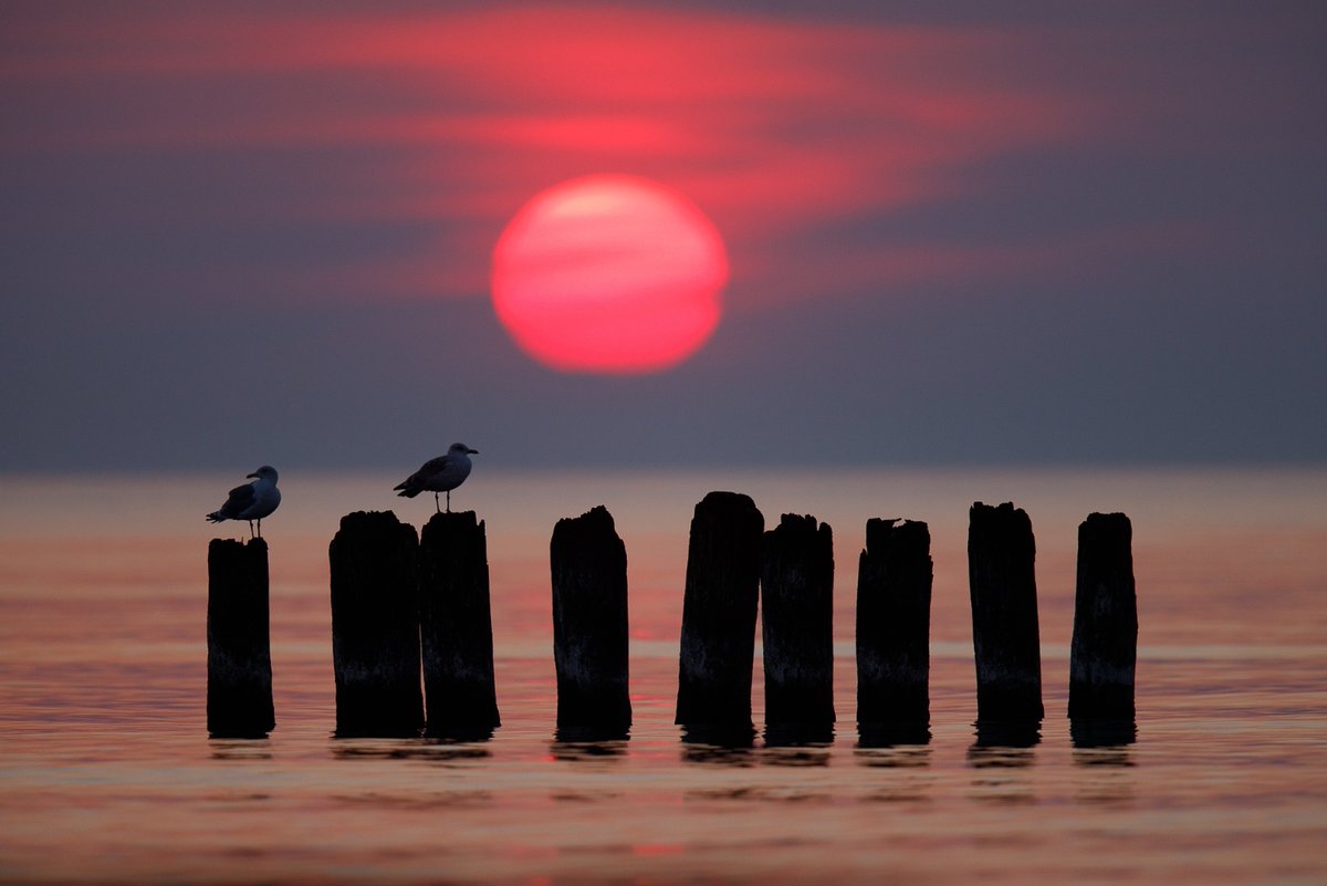 A couple of gulls enjoying a beautiful sunrise by the Baltic Sea. Photographed by Mateusz Piesiak in Gdansk, Poland. #birding #birdphotography #birders #birds #wildlifephotography #wildlife #photography #photographer