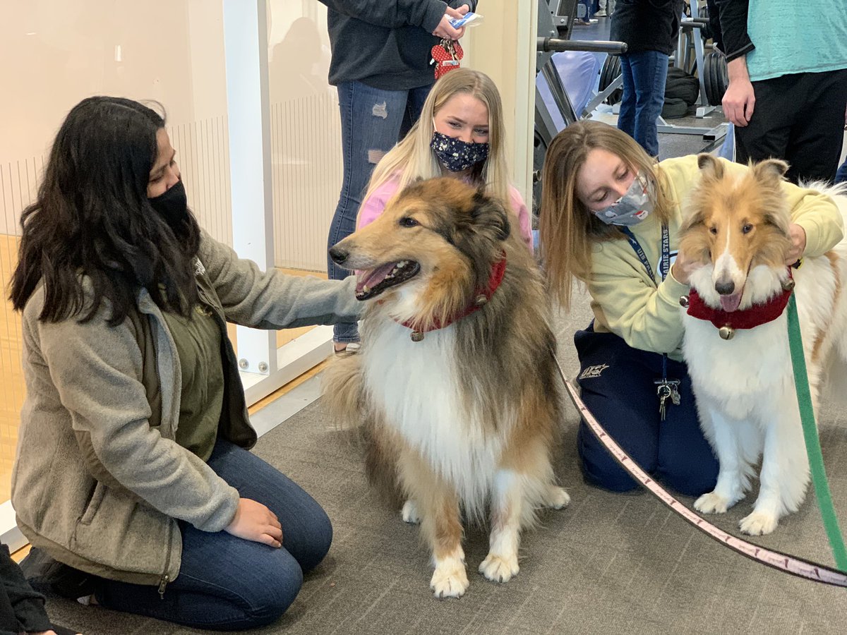 UISedu's tweet photo. Students: Take a break from finals and projects and pet some mini horses and collie dogs at TRAC until 1 p.m. #StressRelief @UISCampusRec https://t.co/96vjp56YdS