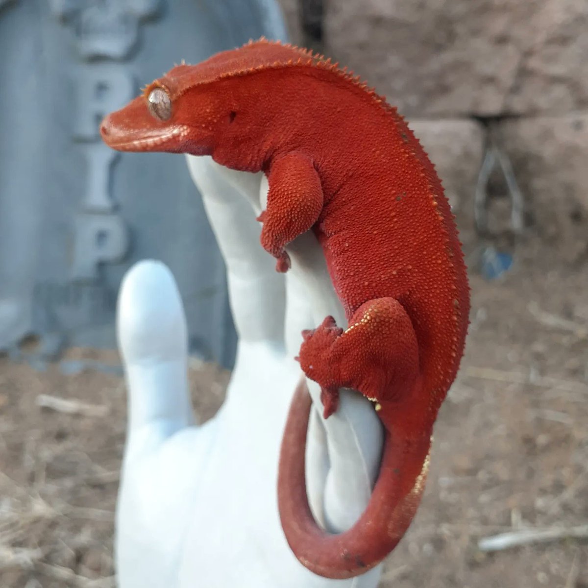 Cherry Bomb Crested Gecko by Tenny's Crested Geckos buff.ly/2ZF5SYm