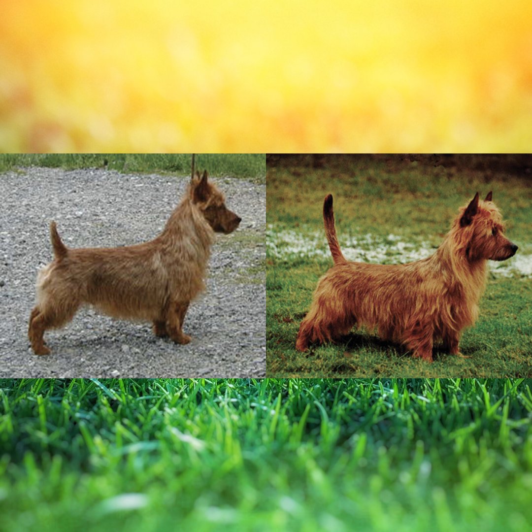 Showsight's tweet photo. Australian Terrier Tails Docked & Undocked🐾
◾Full Article: https://t.co/sKTmkewrFk
#australianterrier #purebred #breedstandard #dogshow https://t.co/i9Y4pSqffs