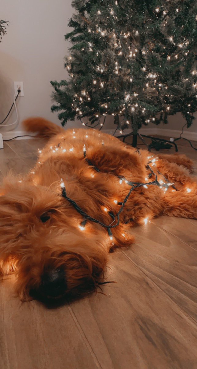 maddiluv13's tweet photo. Happy December 1st 🥰🎄🐾 https://t.co/6N2Dr0byti