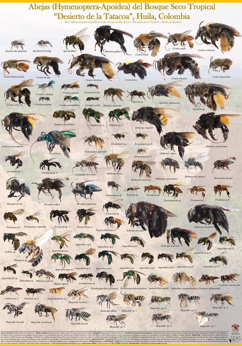Hermoso trabajo de los chicxs del grupo de invst. en biodiversidad y ecología de abejas silvestres. Hicieron un catálogo con 104 especies de abejas de la superfamilia #Apoidea, del orden #Hymenoptera en el desierto de la tatacoa (Huila, Colombia) en los años (2015-2016,2018)