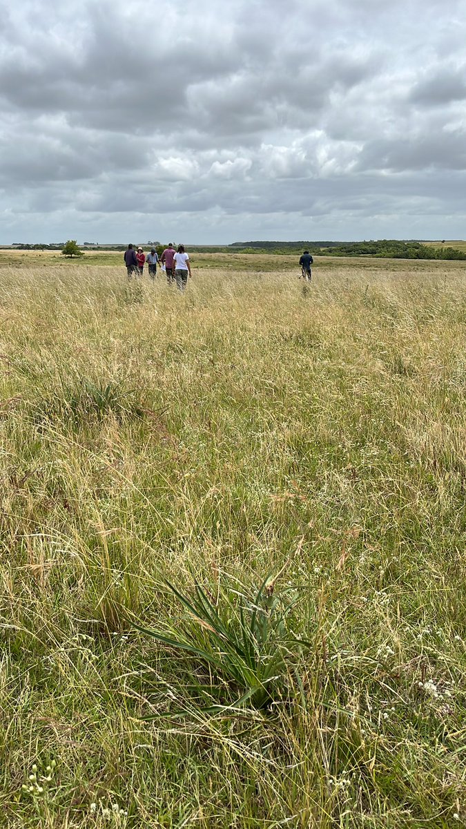 Pampa Oriental tweet media