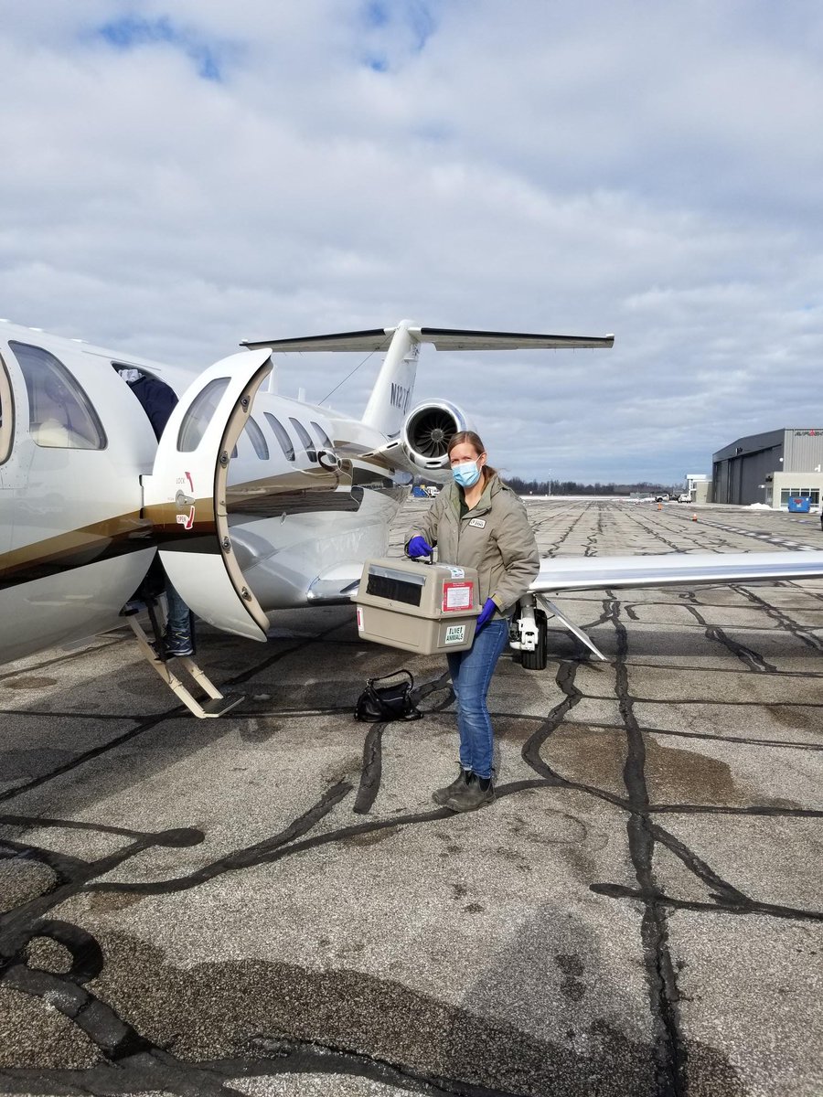TheTorontoZoo's tweet photo. The ferrets have landed🐾

Since 1993, 400+ Toronto-born endangered black-footed ferrets have been released to the wild. And thanks to @LightHawk_org, 21 more ferrets made the journey to the US Fish &amp; Wildlife National Black-footed Ferret Conservation Centre in Colorado this week https://t.co/X4O1hWdUlE
