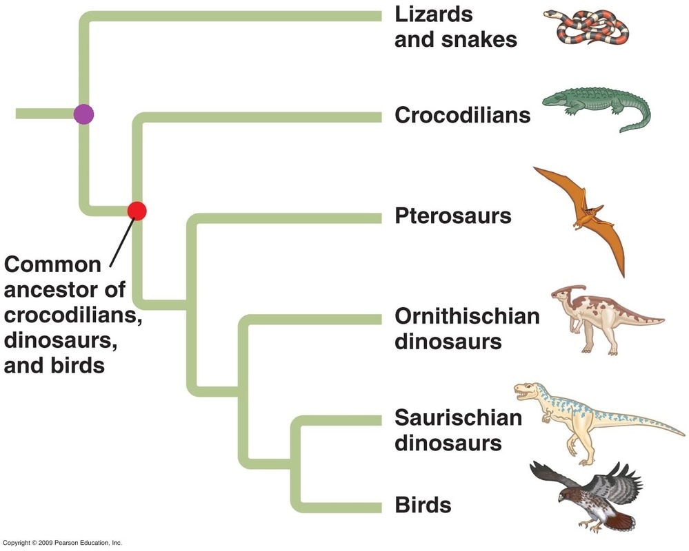Сравнение ящерицы и птицы. Филогенетическое Древо рептилий. Филогенетическое Древо динозавров. Эволюционное Древо динозавров. Дерево эволюции динозавров.