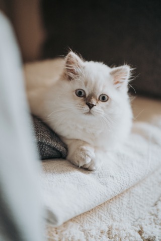 Thibault_km's tweet photo. This is my cat, Mushu. Mushy like to be whitelist on fork ohm like #PurrDAO . Be like Mushu.

#Purr #catcontest https://t.co/rP6j1J2yi6