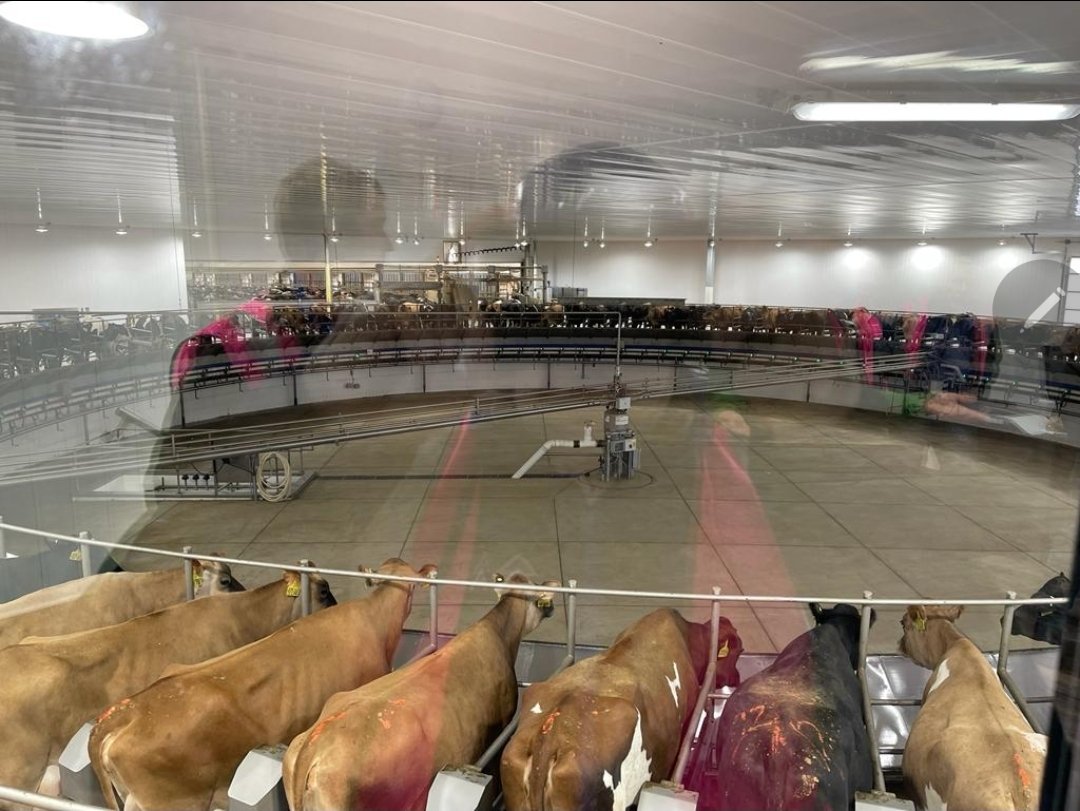 tdibble90's tweet image. Day 2 Mid West Tour 21
Riverview 9500 Xbreds 106pt Rotary 2x milked 35L ecm. Entire Dairy constructed in 8 months. 17 milking sites throughout US with a new Dairy being built every 10 months. Created their own model and sticking to what they know! Top operators @AltaGeneticsUK