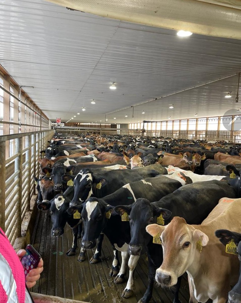 tdibble90's tweet image. Day 2 Mid West Tour 21
Riverview 9500 Xbreds 106pt Rotary 2x milked 35L ecm. Entire Dairy constructed in 8 months. 17 milking sites throughout US with a new Dairy being built every 10 months. Created their own model and sticking to what they know! Top operators @AltaGeneticsUK