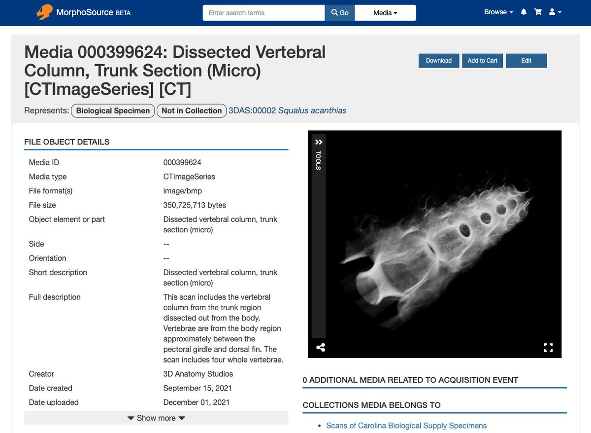 3DAnatomyStudio's tweet photo. Want to use this scan? You can download it for *free* from #MorphoSource! Here's the link: https://t.co/FTb5QZzmJ9
We are very grateful to the Keck XROMM Core Facility at Brown University and @elbrainerd for their generous donation of scan time and assistance. (3/3) https://t.co/t6eqUqGNr7