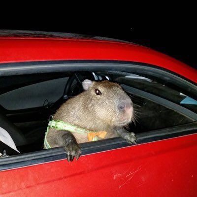 CAPYBARA_MAN's tweet photo. no time to explain hop in https://t.co/mcuBTp9OIO