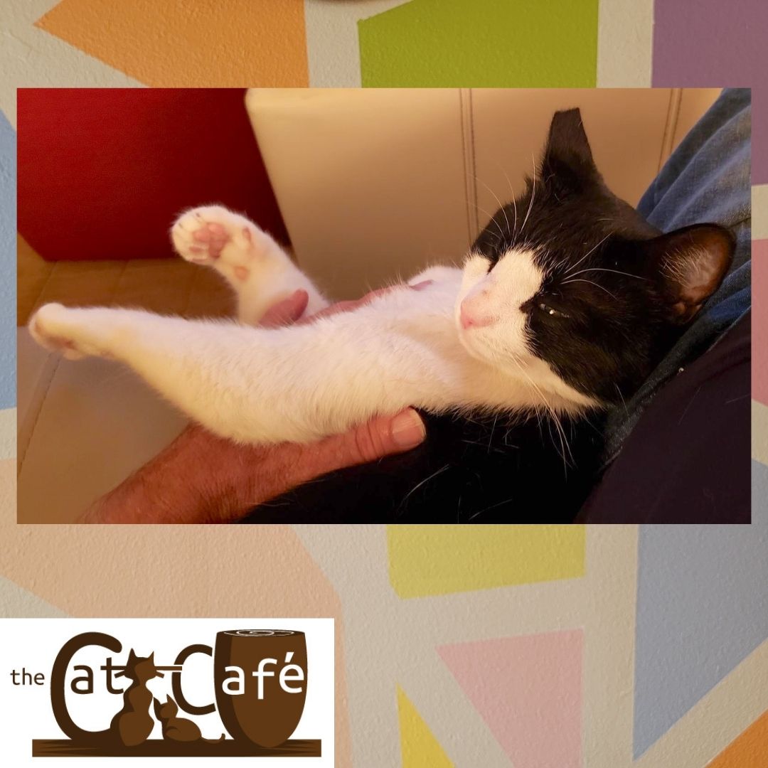 CatCafeSanDiego's tweet image. Arrived early for #fetchdvm360 Come spend time with our non-fractious cats and enjoy locally roasted #coffee We&apos;re a five minute walk from @SDConventionCtr (cross Harbor at 1st, right on Island, walk to 3rd). Relax before a busy educational conference with our cute cats.