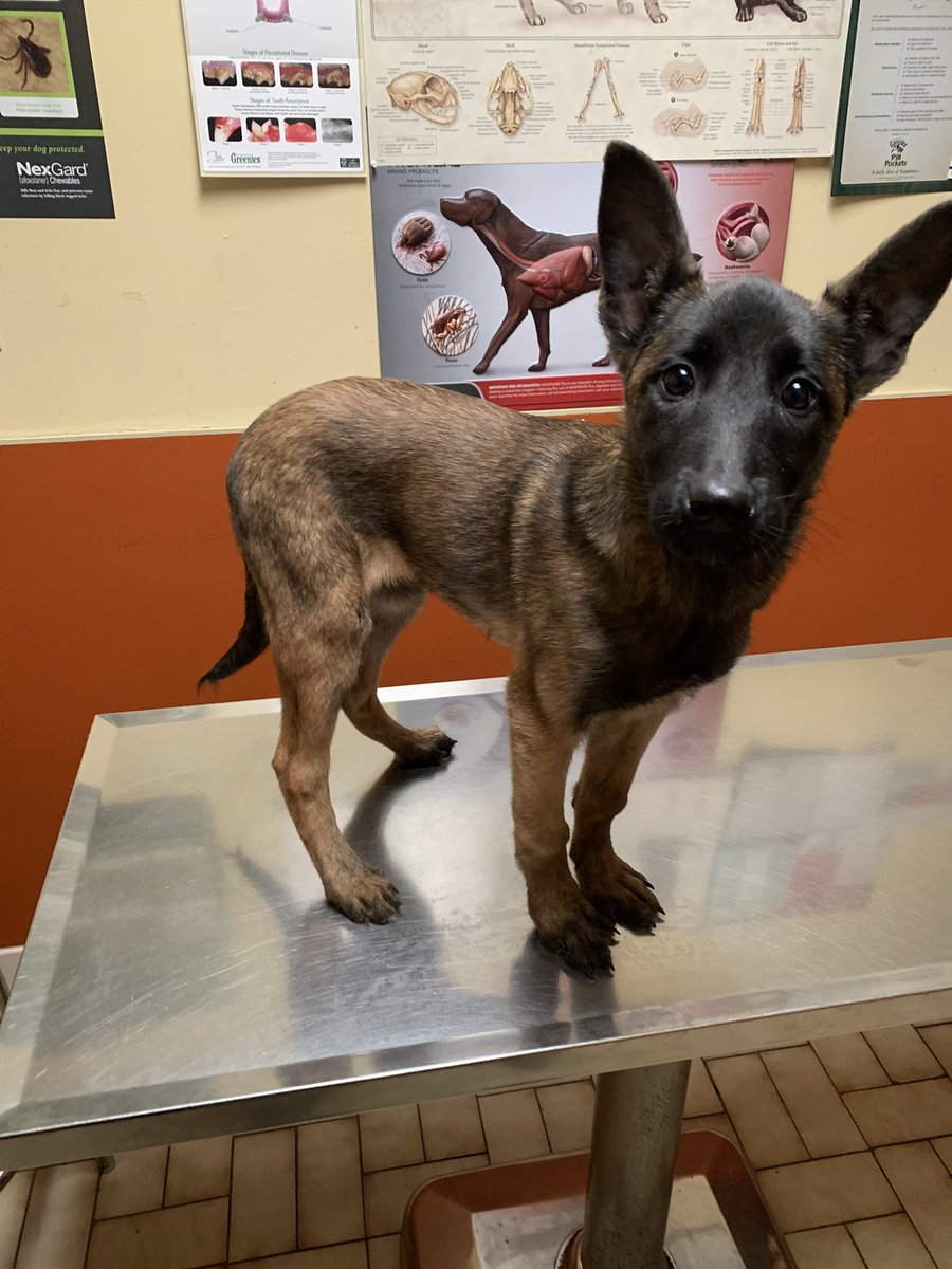 BiteaholicLLC's tweet photo. Three puppies still available from the Lottie BRN 39003 x Tommy II BRN 41564 (BNN 6112) litter. These pups come from great import blood lines in Holland. Father is a pick pup from the legendary Hans Pegge Policedogs in Holland! #BiteaholicsAnonymousLLC #PeggePoliceDogs #ImportDog https://t.co/tOzGgREuFo