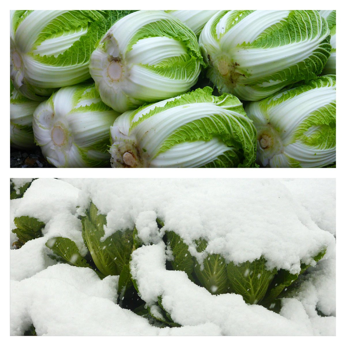 Stevenh19963116's tweet photo. All about timing - harvest day and the day after
#weekendfarm #vegetable #cabbage #harvest #snowfall https://t.co/DmR2Z21tvj