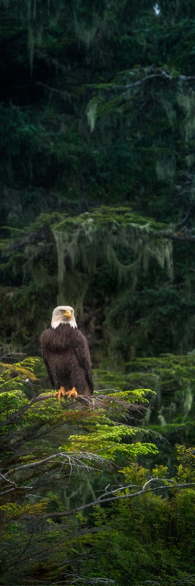 Riley Clark Fine Art tweet media