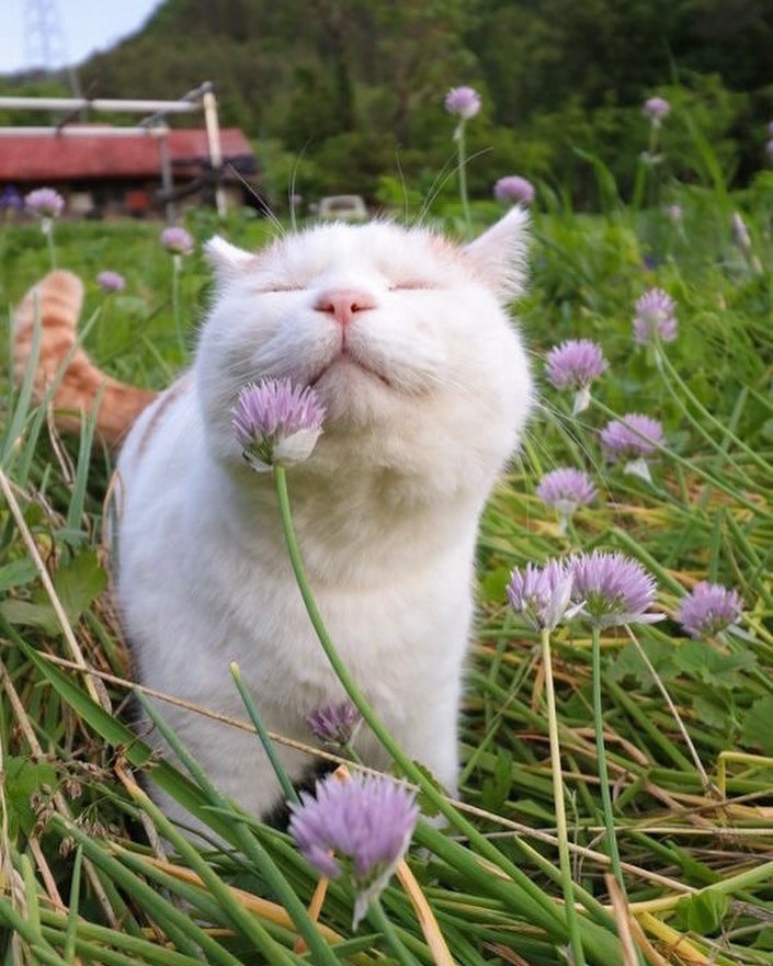 WholesomeMeme's tweet image. 